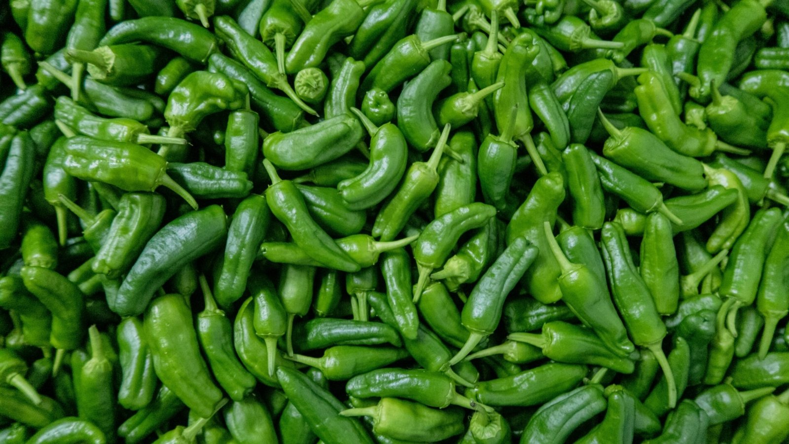 green chili peppers on green leaves