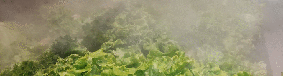 Fumacinha sobre as verduras