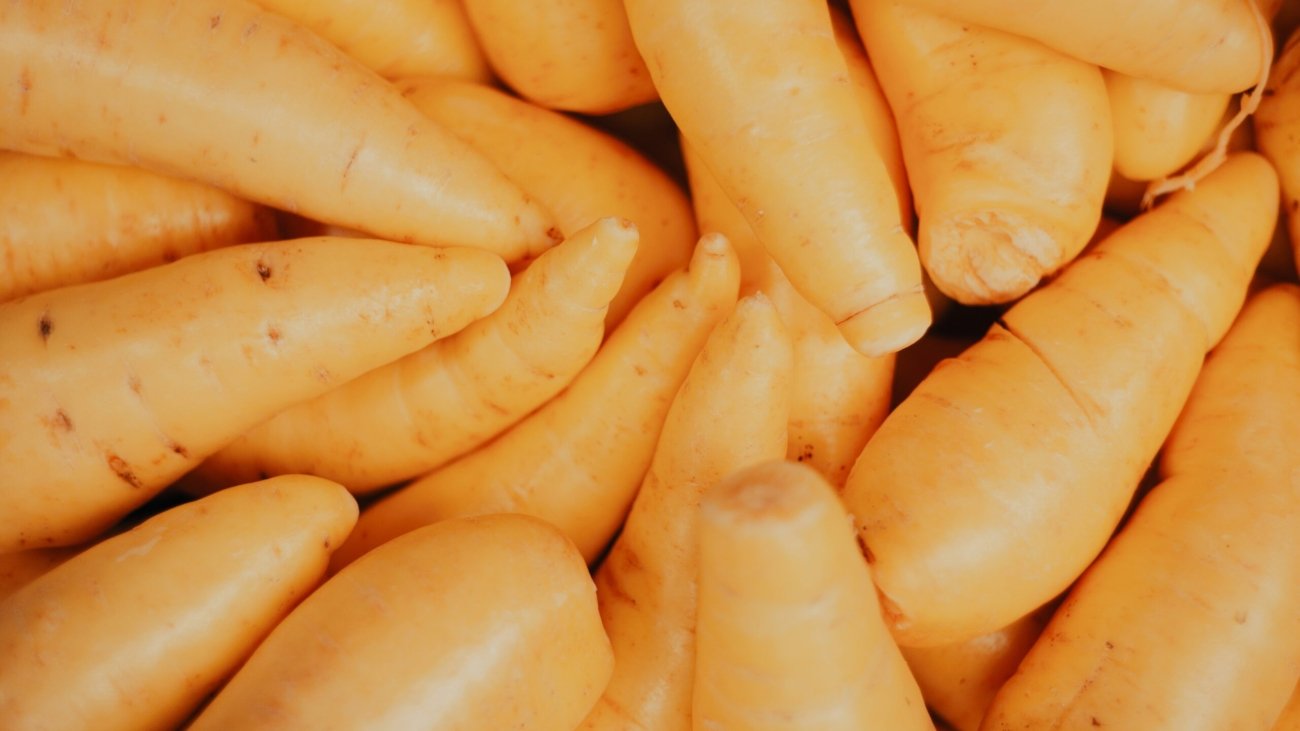 close up photo of yellow corn