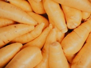 close up photo of yellow corn