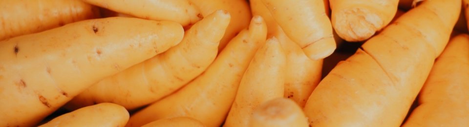 close up photo of yellow corn